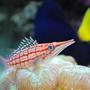 saltwater fish - oxycirrhites typus - longnose hawkfish stocking in 60 gallons tank - Long nose hawkfish (We call Marlin)