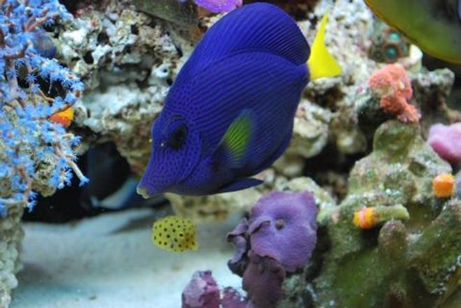 saltwater fish - zebrasoma xanthurum - purple tang stocking in 60 gallons tank - Purple tang (We call Prince), and mini box fish (We call Square pants)