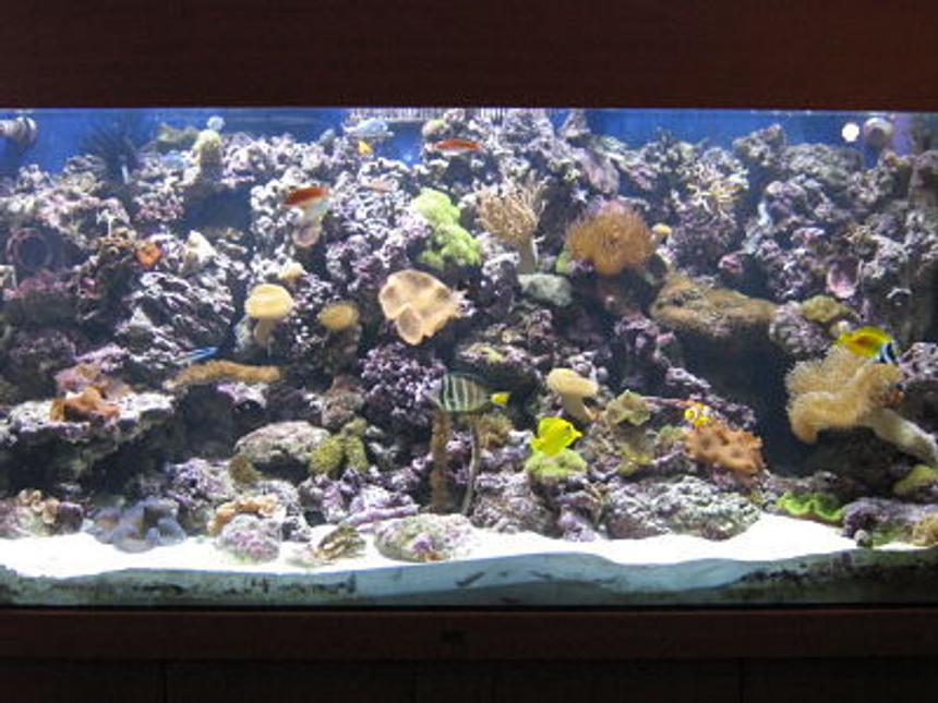 Rated #61: 330 Gallons Reef Tank - uʍop-ǝpısdn ǝʇıɹʍ uɐɔ ı 'ǝɯosǝʍɐ ɯ,ı 

FOR SALE! 
ALL WOOD AND GLASS ONLY!
SERIOUS OFFERS CONSIDERED.


SOLD