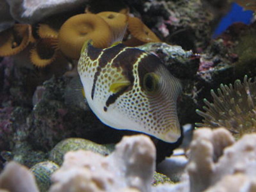 Rated #56: Saltwater Fish - Canthigaster Valentini - Saddle Valentini Puffer Stocking In 330 Gallons Tank - my valentino puffer, reef safe little fella!  
thanks for the zero vote, you really think this is the worst?