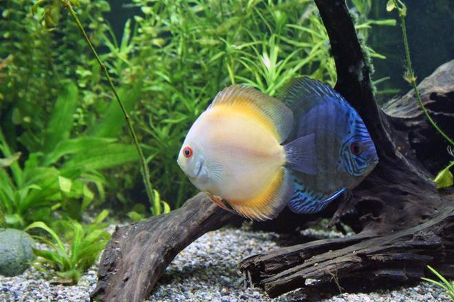 freshwater fish - symphysodon sp. - marlboro discus stocking in 100 gallons tank - A Blue Diamond Cross and Marlboro Orange Discus.