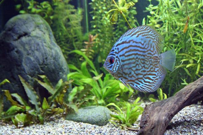 freshwater fish - blue turquoise discus stocking in 100 gallons tank - A Blue Turquoise Discus Fish.