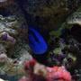 saltwater fish - paracanthurus hepatus - blue tang stocking in 75 gallons tank - Mine and don't you dare come near me.