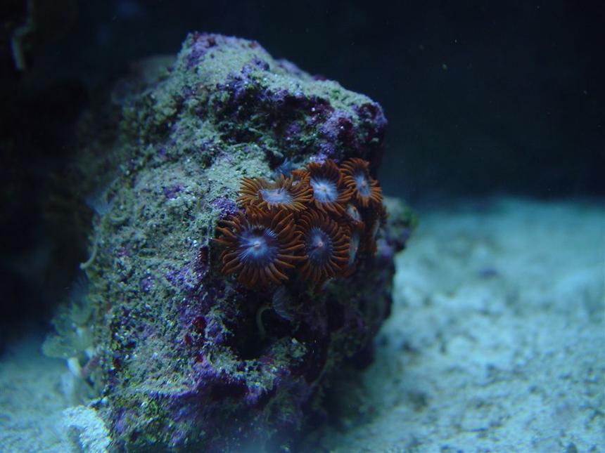 Rated #25: Corals Inverts - Zoanthus Sp. - Fire & Ice Zoanthids Stocking In 75 Gallons Tank - Orange/ Ice Blue Zoanthids