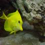 saltwater fish - zebrasoma flavescens - yellow tang - hawaii stocking in 75 gallons tank - Yellow Tang