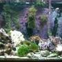 50 gallons reef tank (mostly live coral and fish) - the tank i have now