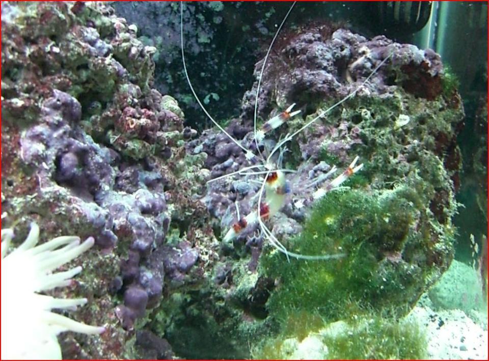 corals inverts - stenopus hispidus - banded coral shrimp stocking in 50 gallons tank - shrimp