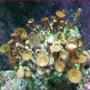 corals inverts - protopalythoa sp. - button polyp stocking in 50 gallons tank - coral