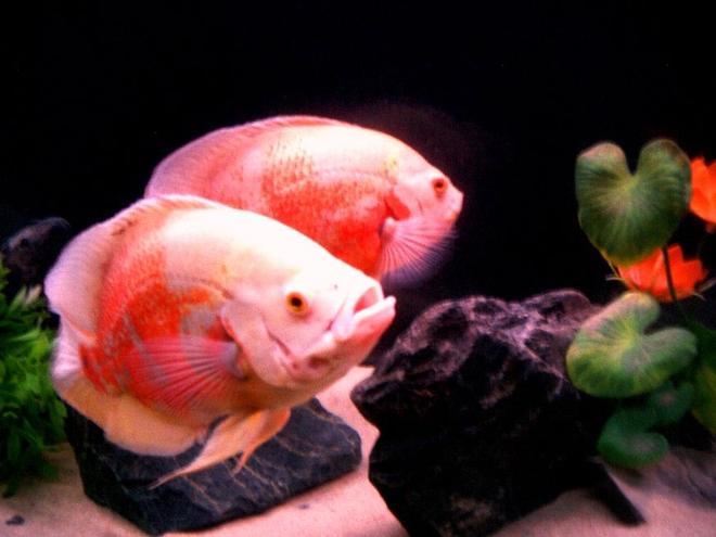 freshwater fish - astronotus ocellatus - albino tiger oscar stocking in 135 gallons tank - Albino Tiger Oscars (about 12") "Bonnie and Clyde"