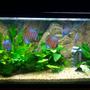 75 gallons freshwater fish tank (mostly fish and non-living decorations) - My four foot aqua one tank with discus and tetras...as well as some rare catfish! It is 300 liters (75gal) approx