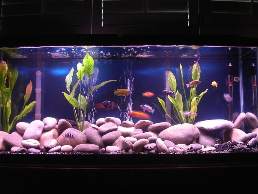 Rated #169: 55 Gallons Planted Tank - 55 Gallon African Cichlids and 3 Sword Plants