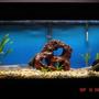 fish tank picture - before picture, this is the first set up. 3 days old.