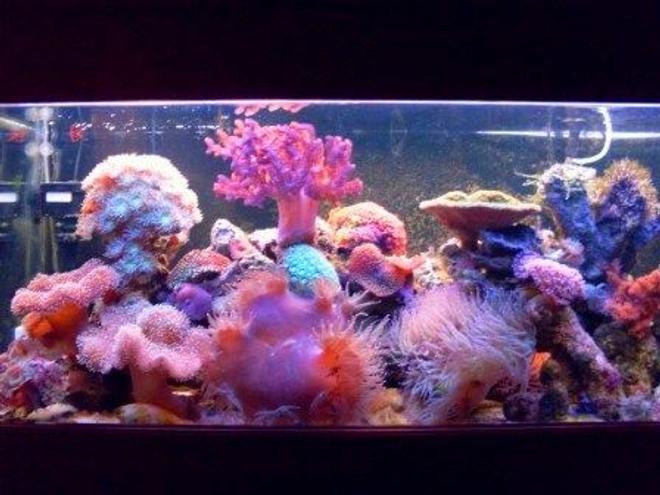 75 gallons reef tank (mostly live coral and fish) - 280ltr Reef Tank