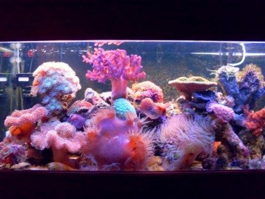 Rated #56: 75 Gallons Reef Tank - 280ltr Reef Tank