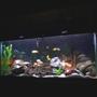 fish tank picture - my first tank(55 gallon african chilid)