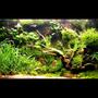 80 gallons planted tank (mostly live plants and fish) - my living background