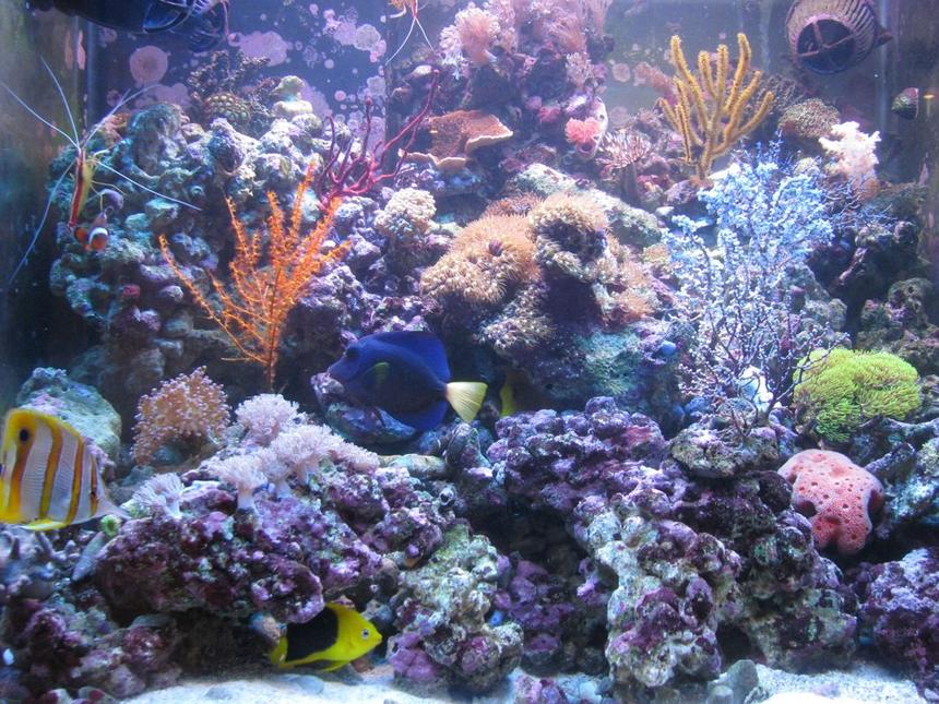 Rated #42: 75 Gallons Reef Tank - 300l reef tank