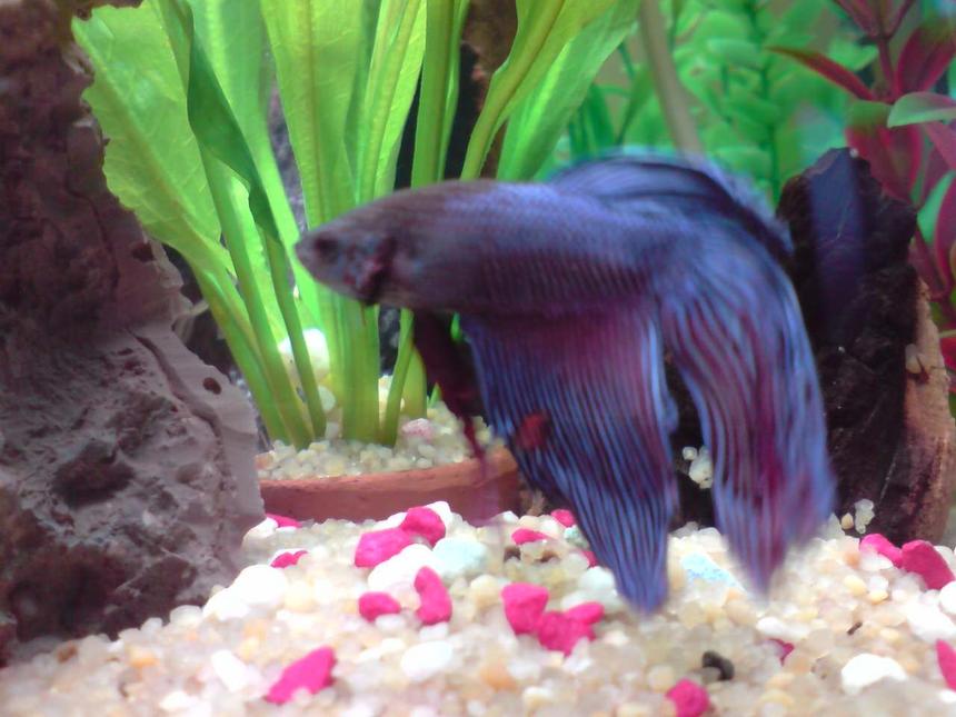 Rated #1873: Freshwater Fish - Betta Splendens - Betta - Male Stocking In 14 Gallons Tank - my fighter