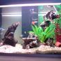 14 gallons freshwater fish tank (mostly fish and non-living decorations) - my 60litre tank. . . comunity tank