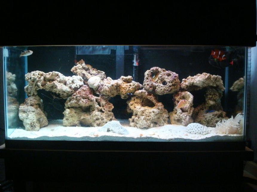 Rated #38: 29 Gallons Saltwater Fish Tank - done
