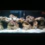 29 gallons saltwater fish tank (mostly fish, little/no live coral) - done