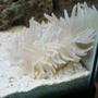 corals inverts - condylactis gigantea - condy anemone stocking in 29 gallons tank - looks stingy