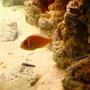saltwater fish - amphiprion perideraion - pink skunk clownfish stocking in 29 gallons tank - my skunk