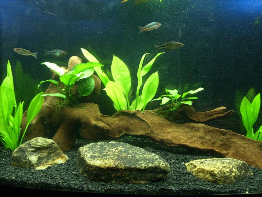 Rated #173: 72 Gallons Planted Tank - 72 bowfront amazon swords and anubias lowtech