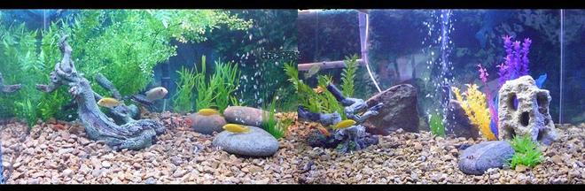 225 gallons freshwater fish tank (mostly fish and non-living decorations) - 225 gallon fish/turtle tank