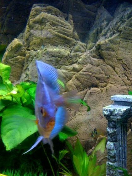freshwater fish - symphysodon sp. - blue diamond discus stocking in 75 gallons tank - My Beautiful 4 inch + Blue diamond.
Very healthy looking