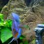 freshwater fish - symphysodon sp. - blue diamond discus stocking in 75 gallons tank - My Beautiful 4 inch + Blue diamond. Very healthy looking