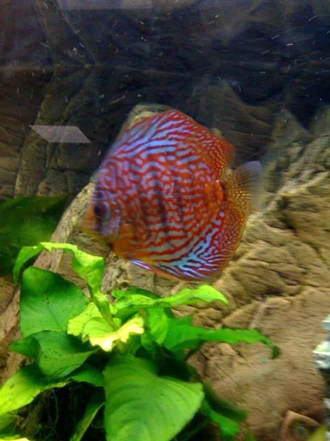 freshwater fish - symphysodon spp. - red turquoise discus stocking in 75 gallons tank - Red Turk