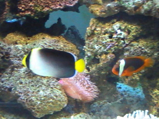 saltwater fish - chaetodontoplus mesoleucus - singapore angelfish stocking in 95 gallons tank - Angle Fish