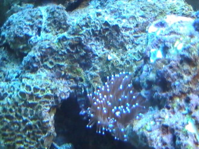 corals inverts - entacmaea quadricolor - bubble tip anemone stocking in 95 gallons tank - Anemone