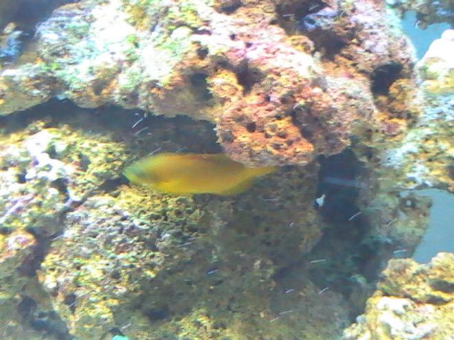 saltwater fish - pseudochromis fuscus - dusky dottyback stocking in 95 gallons tank - Dusky Dottyback