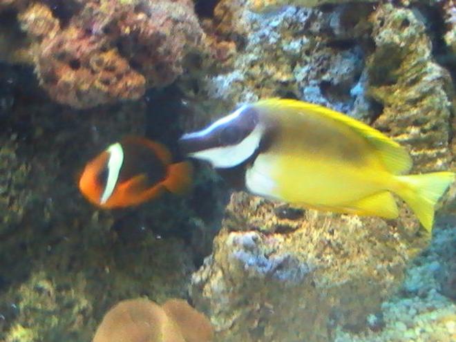 saltwater fish - siganus vulpinus - foxface lo stocking in 95 gallons tank - Foxface lo & tomato Clownfish