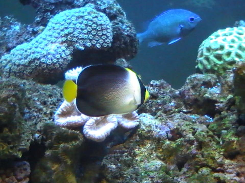 saltwater fish - chaetodontoplus mesoleucus - singapore angelfish stocking in 95 gallons tank - Angle Fish
