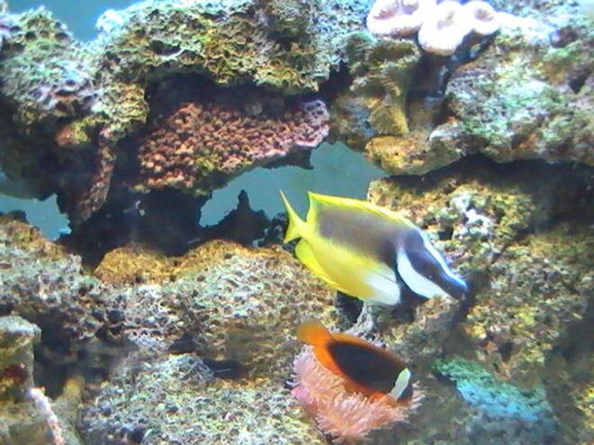 saltwater fish - siganus vulpinus - foxface lo stocking in 95 gallons tank - Foxface & Clownfish