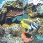 saltwater fish - siganus vulpinus - foxface lo stocking in 95 gallons tank - Foxface & Clownfish