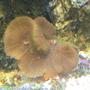 corals inverts - actinodiscus sp. - red mushroom stocking in 95 gallons tank - Coral