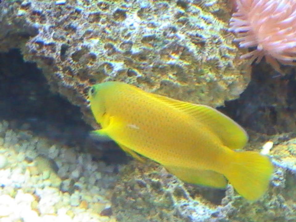 saltwater fish - pseudochromis fuscus - dusky dottyback stocking in 95 gallons tank - Dusky Dottyback