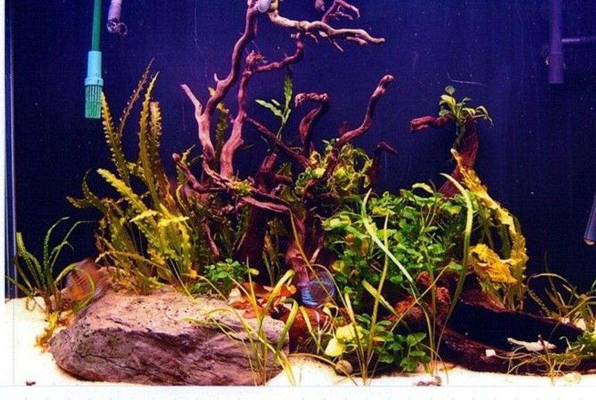 Rated #156: 90 Gallons Planted Tank - 90 gal 'Amazon' tank with 14 turquoise discus, 10 dwarf corys, 8 dwarf cichlids and a flash pleco; also Amano shrimp, snails and dwarf crayfish