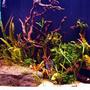 90 gallons planted tank (mostly live plants and fish) - 90 gal 'Amazon' tank with 14 turquoise discus, 10 dwarf corys, 8 dwarf cichlids and a flash pleco; also Amano shrimp, snails and dwarf crayfish