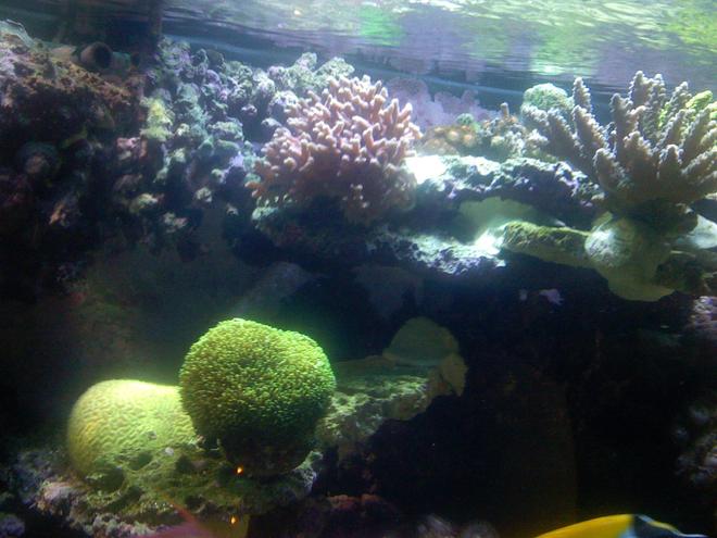 corals inverts - galaxea spp. - tooth coral stocking in 180 gallons tank - Brain and Galaxy coral