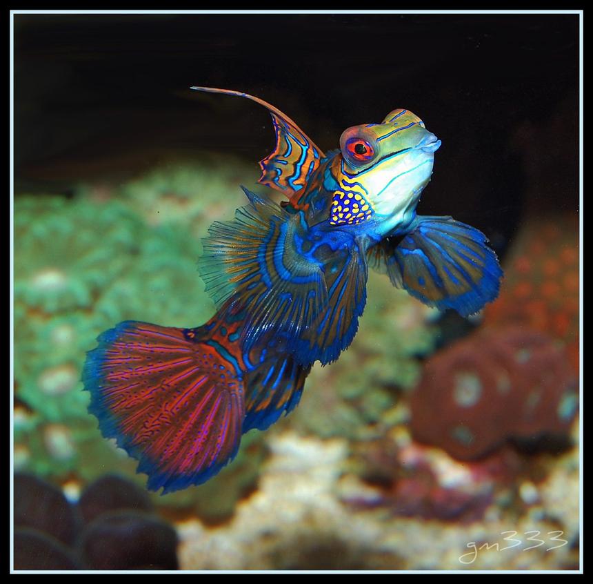 Rated #1: Saltwater Fish - Synchiropus Splendidus - Green Mandarin Stocking In 135 Gallons Tank - A pic of my Green mandarin fully exposed.