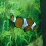 saltwater fish - amphiprion percula - true percula clownfish stocking in 55 gallons tank - my clown fish one of the first fish ive baught, longest lasting fish too, VERY hardy fish