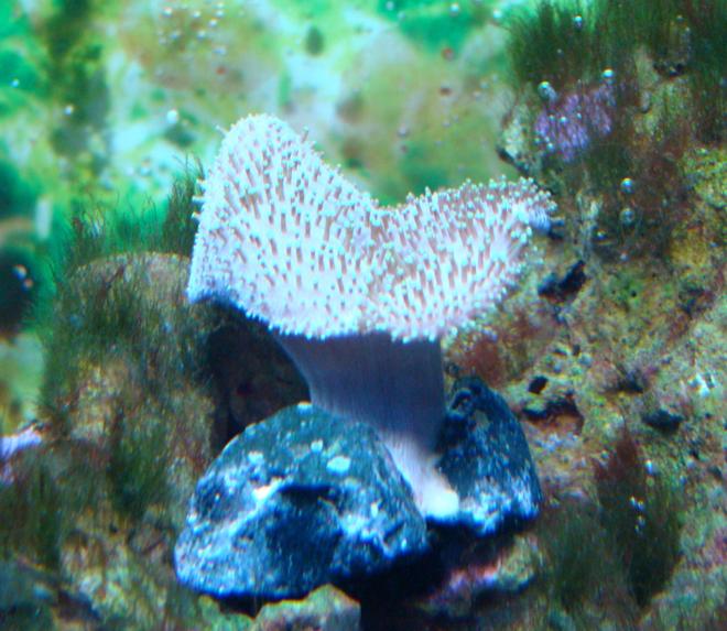 corals inverts - sarcophyton sp. - toadstool mushroom leather coral stocking in 55 gallons tank - toadstoal