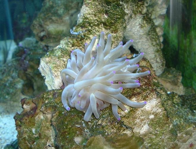 corals inverts - condylactis sp. - haitian reef anemone stocking in 55 gallons tank - purple tip anemony i no longer have