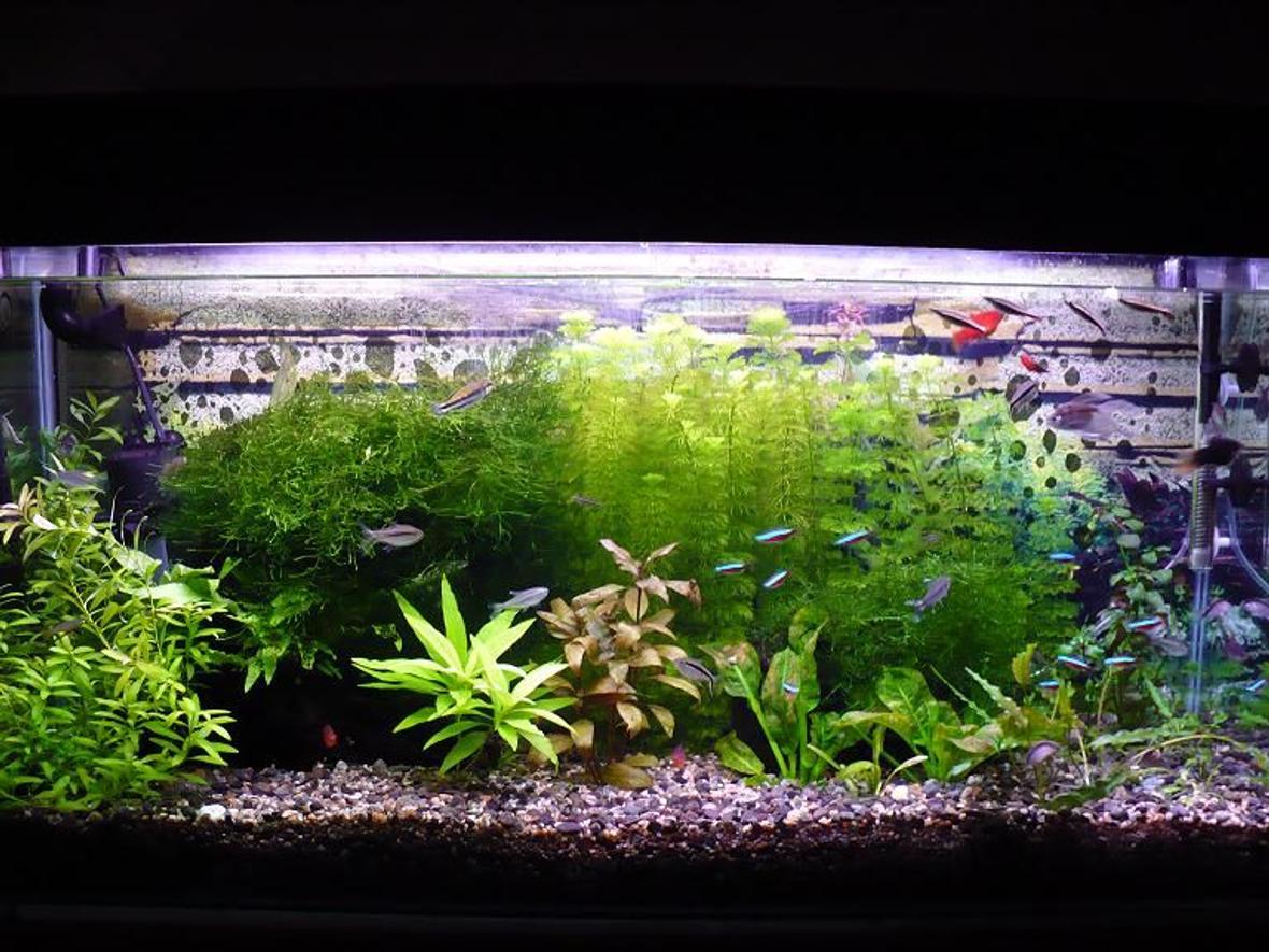 46 gallons planted tank (mostly live plants and fish) - My fish Tank