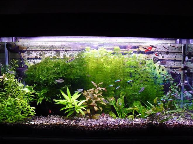 46 gallons planted tank (mostly live plants and fish) - My fish Tank